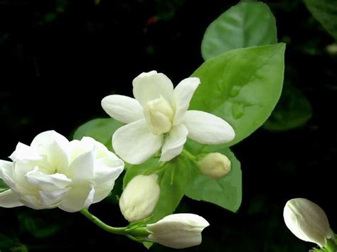 樹茉莉|茉莉花(木樨科素馨屬灌木植物)